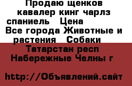 Продаю щенков кавалер кинг чарлз спаниель › Цена ­ 40 000 - Все города Животные и растения » Собаки   . Татарстан респ.,Набережные Челны г.